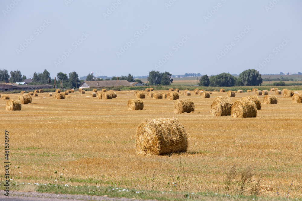 Bales of hay on the field in the form of rolled rolls in the summer.