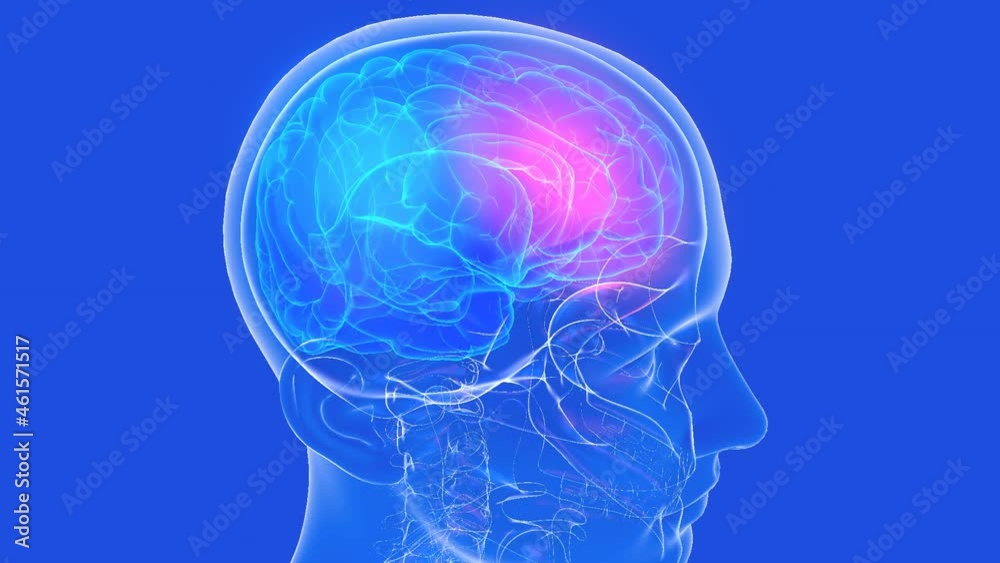 Anatomical 3d animation of the human brain showing pain. Transparent head and neck made of glass, rotating, on a blue background.