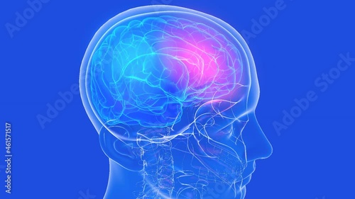 Anatomical 3d animation of the human brain showing pain. Transparent head and neck made of glass, rotating, on a blue background.