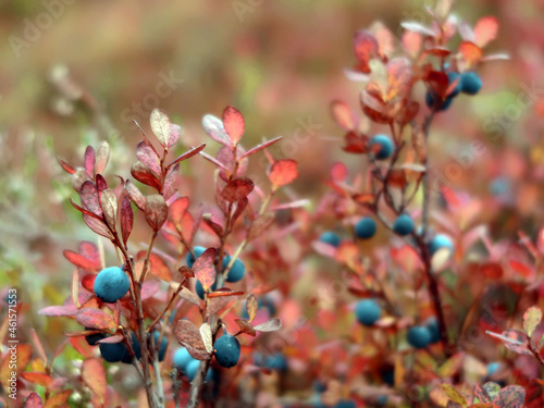 Blaubeeren und Preiselbeeren im Herbst - bluebrrries and cranberries in autumn - Vaccinietum photo