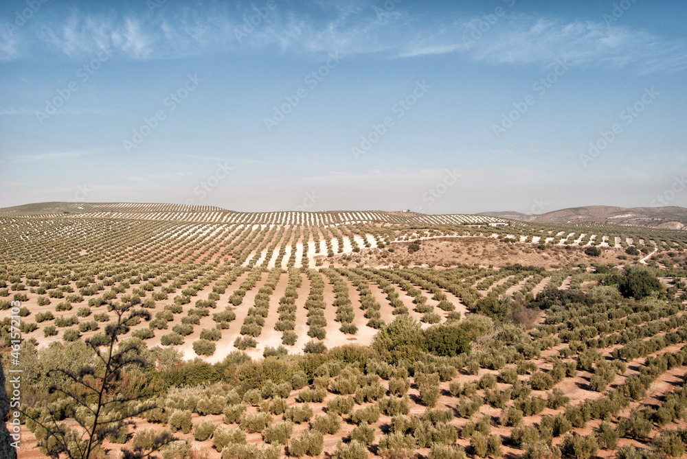 olivar, olivares, campo de olivos, paisaje de olivos