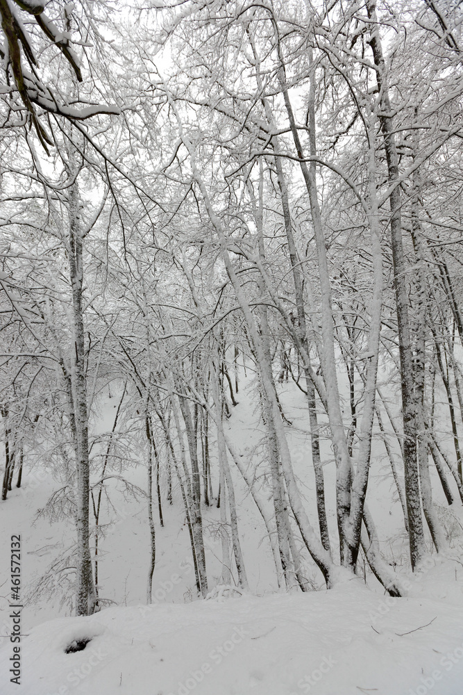 deciduous trees in winter, cold frosty winter weather deciduous trees in winter, cold frosty winter weather
