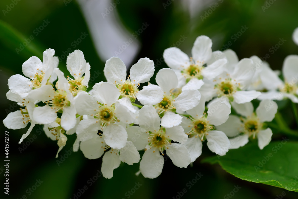 Beautiful white cherry blossoms close-up. Spring background
