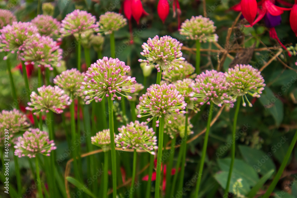 allium allium