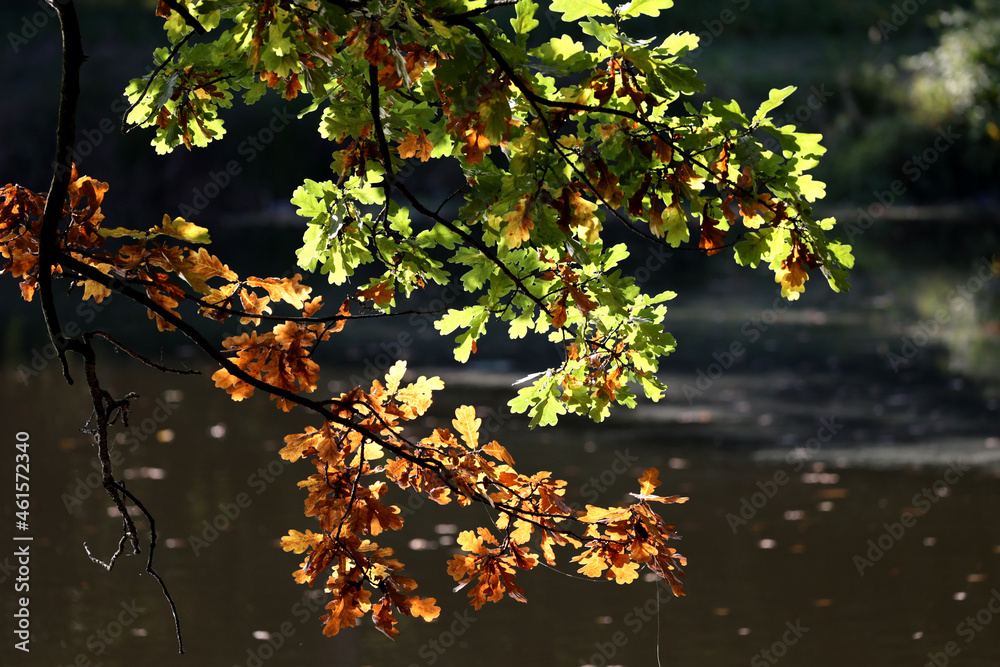 Widok na piękną polską jesień z kolorowymi liśćmi drzew w słońcu. - obrazy, fototapety, plakaty 