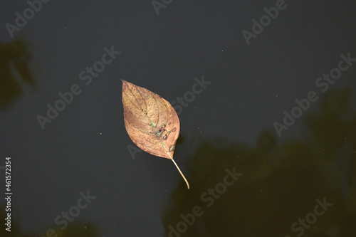 Widok na piękny jesienny liść na ciemnej wodzie.