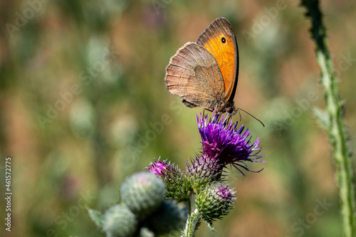 Maniola Jurtina, Meadow Brown butterfly on a thistle flower photo
