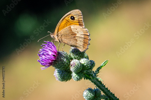 Maniola Jurtina, Meadow Brown butterfly on a thistle flower photo