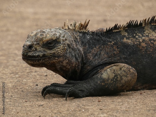 Gal  pagos marine iguana  Amblyrhynchus cristatus  - close up of sea iguana  Puerto Ayora  Santa Cruz island  Galapagos