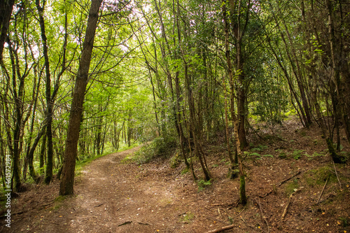 path in the forest