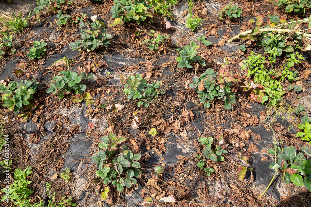 Strawberry bushes in the autumn in the garden Strawberry bushes in the autumn in the garden