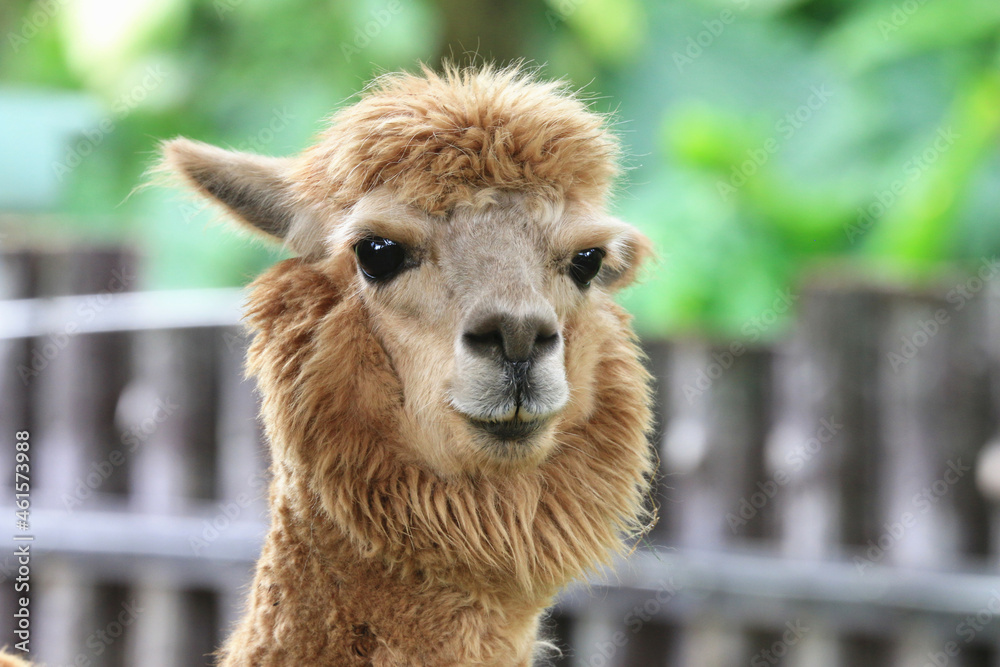 Amazing view of alpaca,the head of alpaca close-up