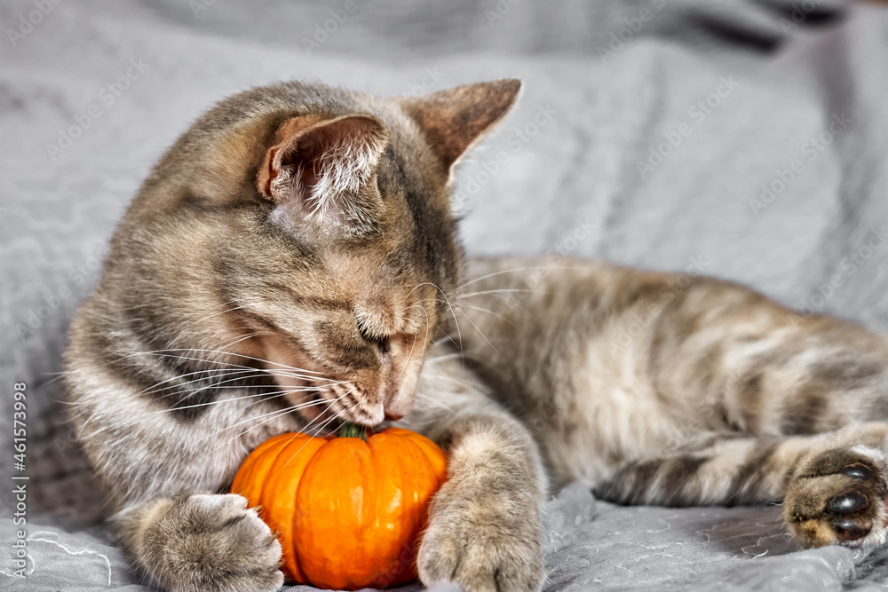 Halloween cat. Beautiful playful tabby cat plays with pumpkin on orange squared plaid. Close up portrait of gray domestic cat. Halloween cat. Beautiful playful tabby cat plays with pumpkin on orange squared plaid. Close up portrait of gray domestic cat.