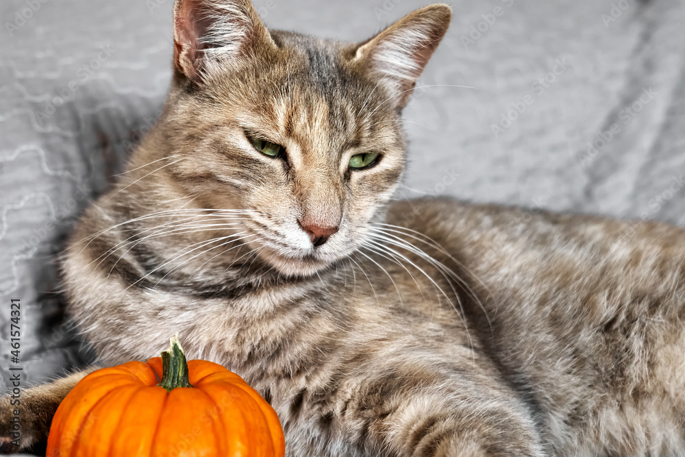 Halloween cat. Beautiful playful tabby cat plays with pumpkin on orange squared plaid. Close up portrait of gray domestic cat.