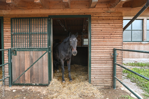 cavallo stalla fattoria box  photo