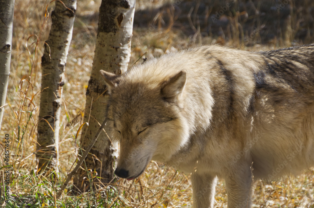 Fototapeta premium A High Content Wolfdog in an Enclosure