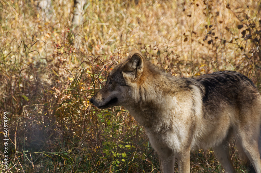 Fototapeta premium A High Content Wolfdog in an Enclosure