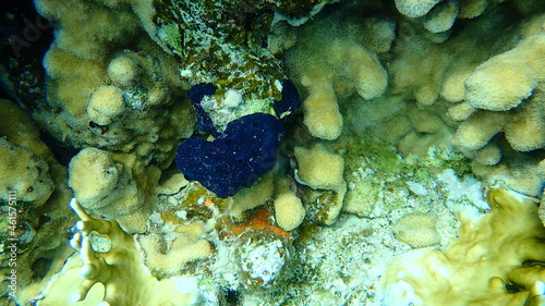 Arabian crust-sponge (Hemimycale arabica) and Stony coral Knob coral (Goniastrea stelligera. Previously called Favia stelligera) undersea, Red Sea, Egypt, Sinai, Ras Mohammad national park photo