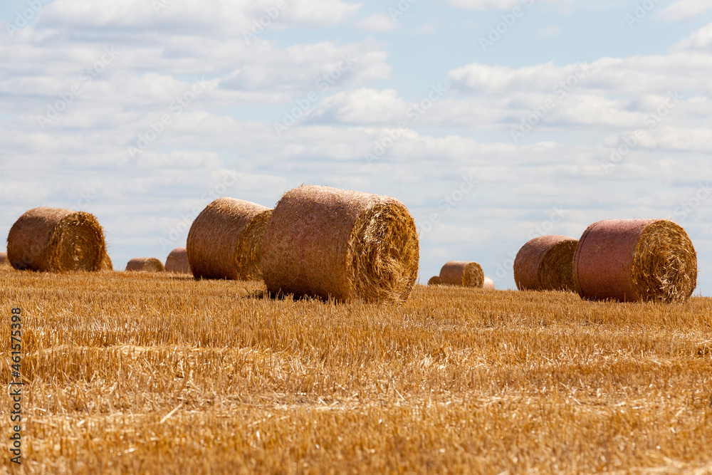 stubble from wheat on a rural field