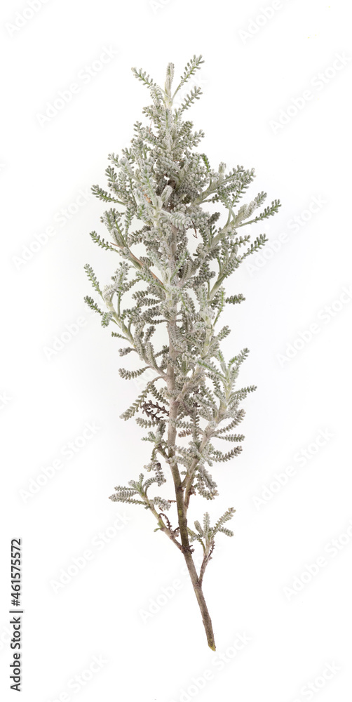 Fototapeta premium Branch of Santolin or small cypress (Santolina chamaecyparissus)