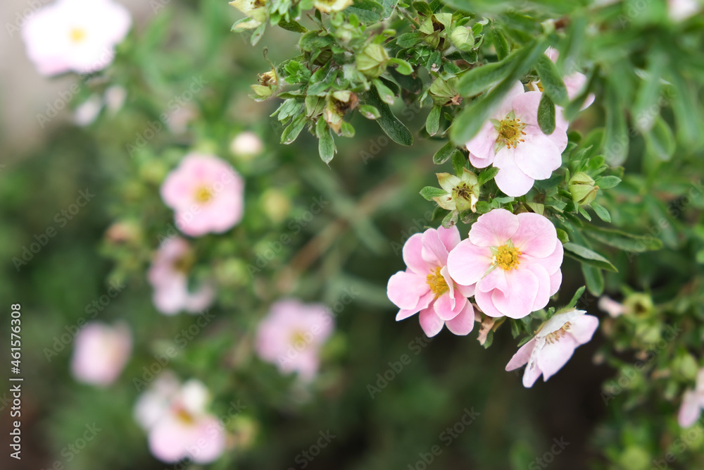 Lovely delicate pink flowers of shrubby cinquefoil close up, netural flower blooming background, beautiful tender petals og decorative flowering plants in garden - obrazy, fototapety, plakaty 