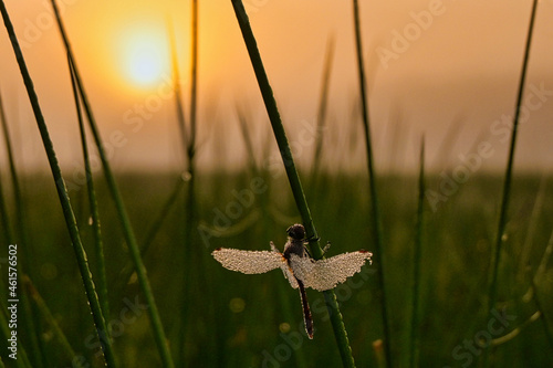 Libelle im Morgentau