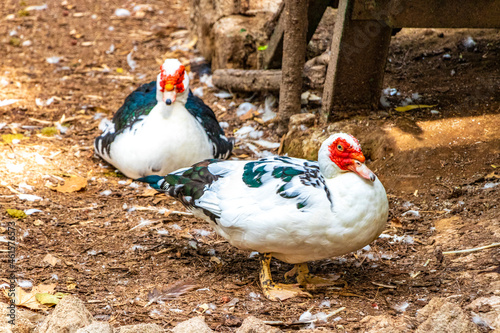 Red warty-faced warty muscovy ducks Rodini Park Rhodes Greece.