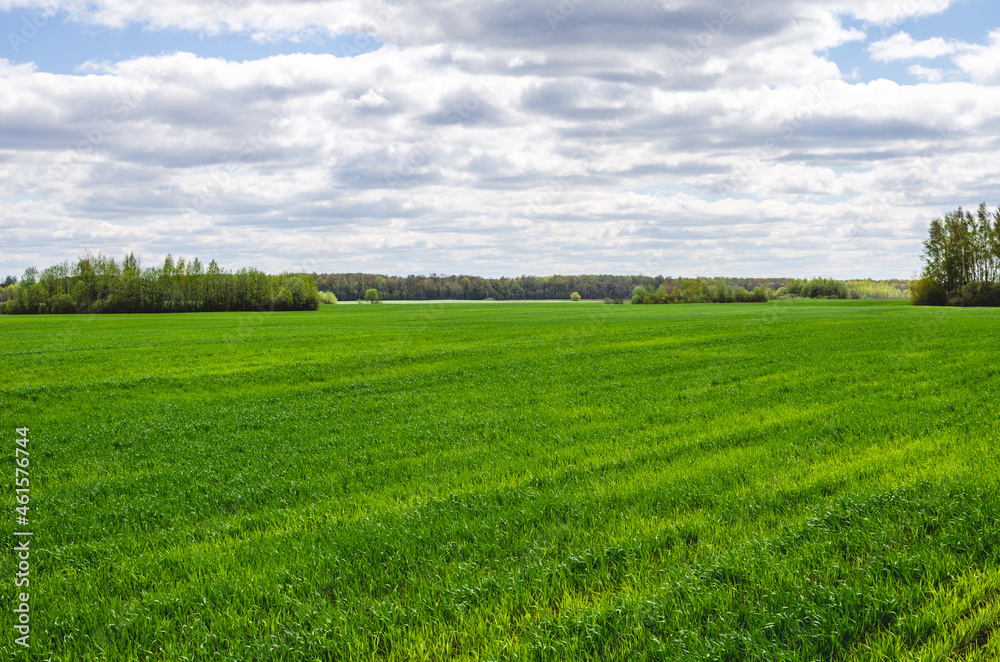 Obraz premium Spring or early summer landscape with green field of winter wheat or rye
