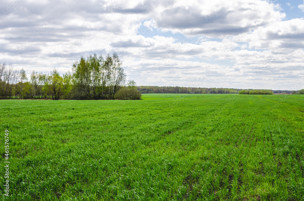 Agricultural field with green, young wheat Agricultural field with green, young wheat