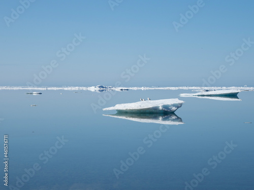 Canadian Arctic glacier ice, ocean sea ice and animals, sea gulls, in cold arctic regions  © Patrick