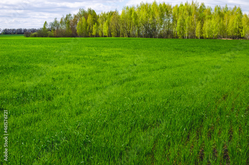 Rich green young wheat in early spring next to young trees