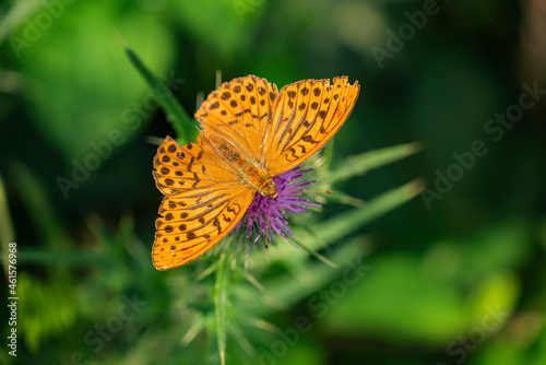 Close up of a silver-washed fritillary (Argynnis paphia) butterfly on a purple thistle flowerhead. The largest Central European fritillary butterfly has bright orange upper wings with brown spots.