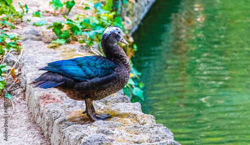 Dark blue warty duck muscovy duck Rodini Park Rhodes Greece. photo
