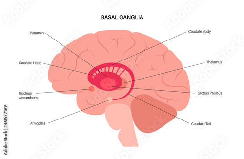 Basal ganglia anatomy photo