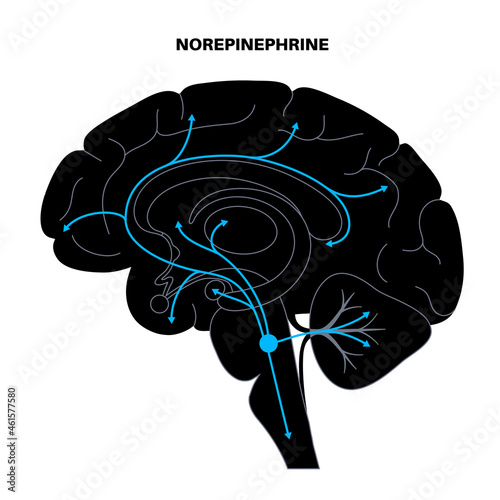 Norepinephrine hormone pathway photo