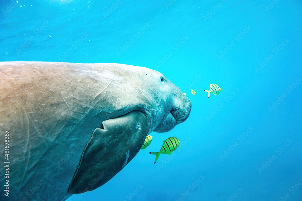 Obraz premium Dugong in the blue showing half body with yellow fishes