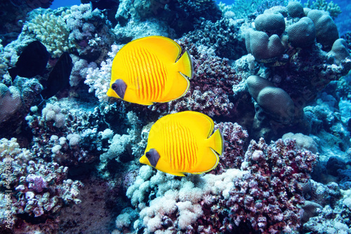 Yellow masked butterfly fishes over a blue coral reef background