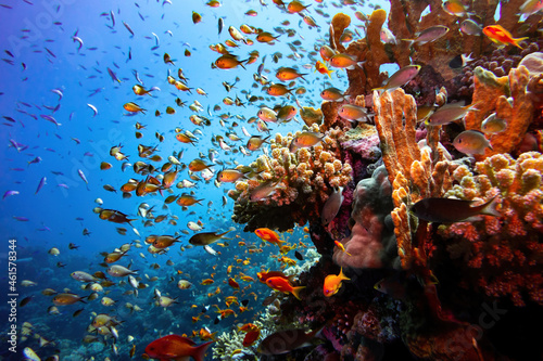 Fototapeta Naklejka Na Ścianę i Meble -  Red sea coral reef landscape with corals and damsel fishes