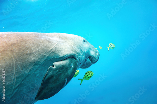 Dugong in the blue showing half body with yellow fishes