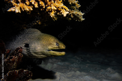 Giant moray eel under coral in the night