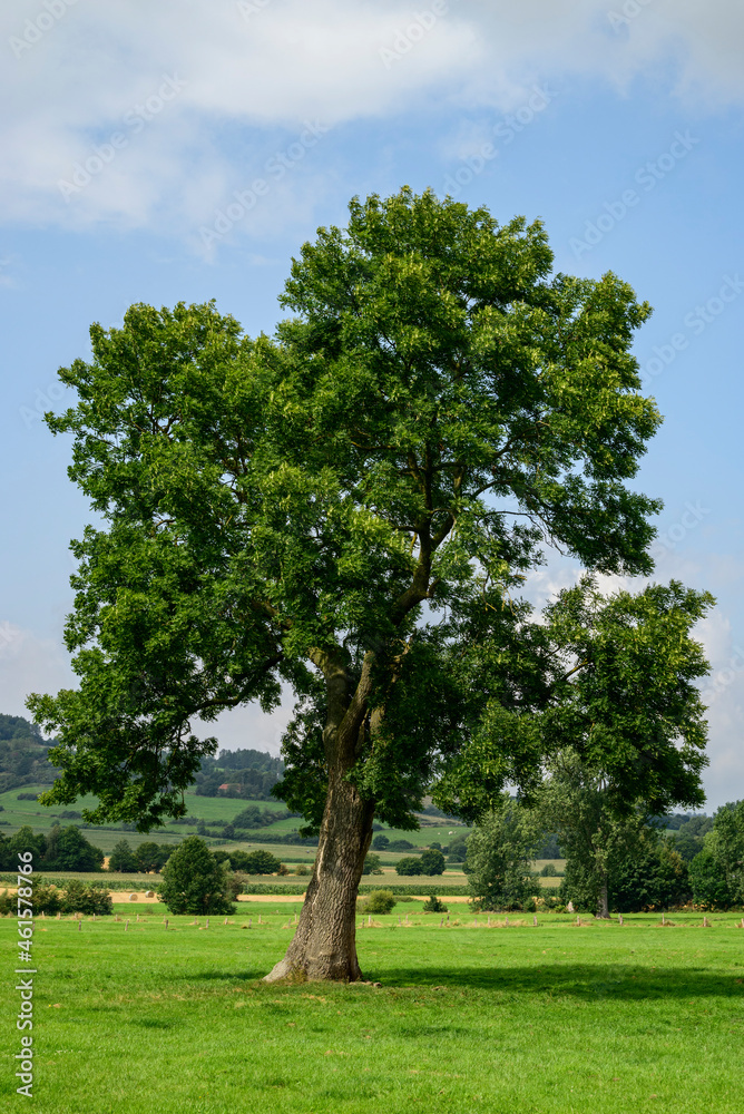 Beautiful solitary ash tree (Fraxinus excelsior) with green foliage under a cloudy blue sky on a floodplain meadow near the Emmer river, Lügde, Teutoburg Forest, Germany Beautiful solitary ash tree (Fraxinus excelsior) with green foliage under a cloudy blue sky on a floodplain meadow near the Emmer river, Lügde, Teutoburg Forest, Germany