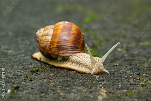 Close up of a Roman snail (Helix pomatia, other common names are Burgundy snail, edible snail, or escargot) on a forest road, Weserbergland, Germany