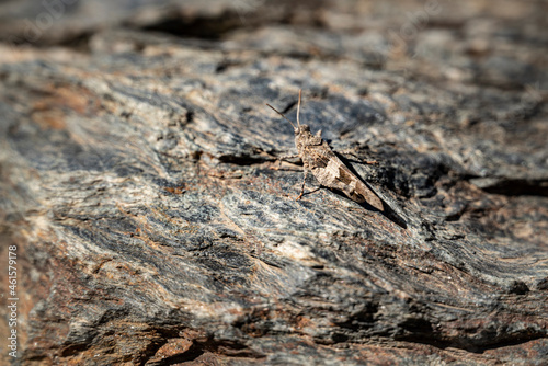 Close up of a perfectly camouflaged grasshopper (probably an Iberian Band-winged Grasshopper, Oedipoda coerulea) sitting on a piece of slate, Sierra Nevada National Park, Andalusia, Spain