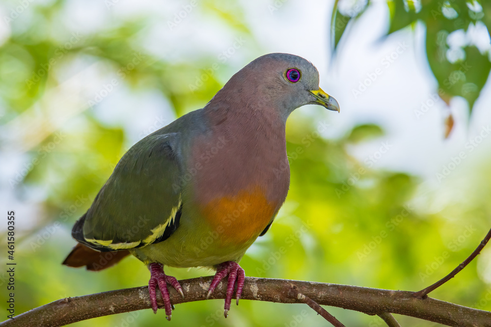 Nature wildlife bird Pink-necked Green Pigeon perched on the branch