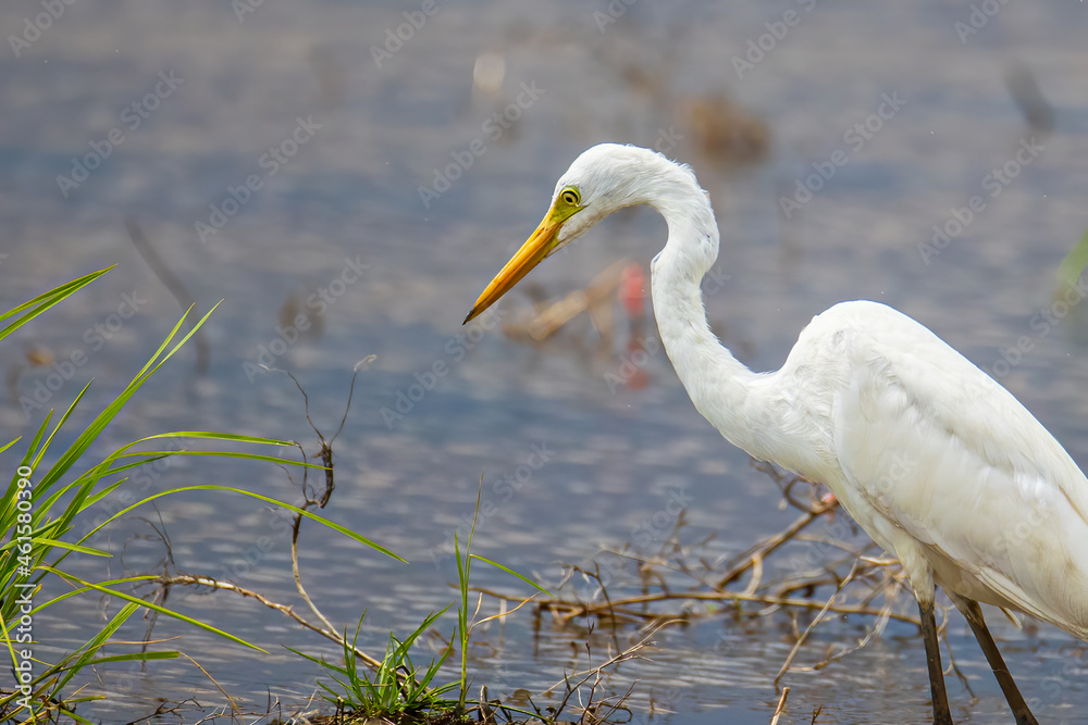 Nature wildlife image of cattle egret on paddy field Nature wildlife image of cattle egret on paddy field