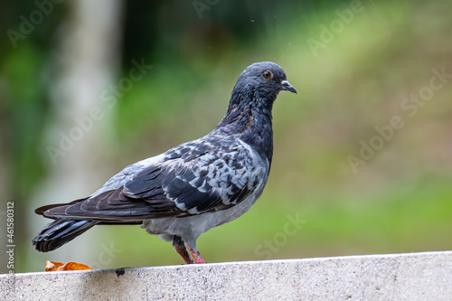 Close up head shot of beautiful speed racing pigeon bird, Rock dove or common pigeon bird on ground © alenthien