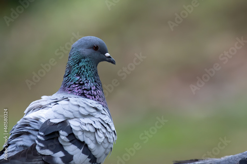 Close up head shot of beautiful speed racing pigeon bird, Rock dove or common pigeon bird on ground © alenthien