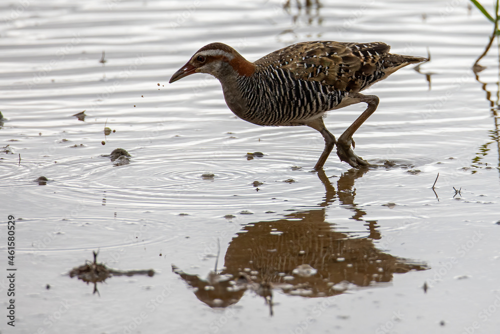 Fototapeta premium Nature wildlife image Buff Banded Rail bird on paddy filed.