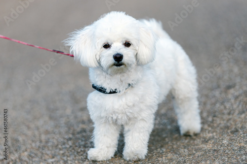 portrait of a white bichon maltese breed dog © perpis
