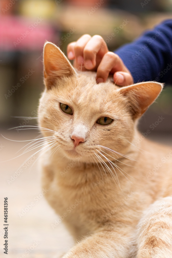 Portrait of a cat being stroked by a child's hand